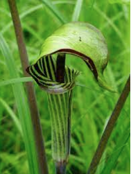 Jack in the Pulpit