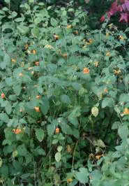 Jewelweed