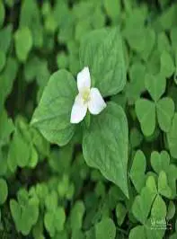 Trillium