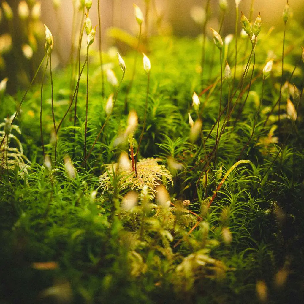 Moss